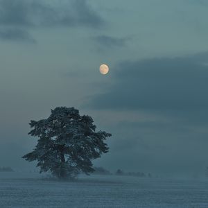 Превью обои луна, деревья, кусты, сумерки, вечер