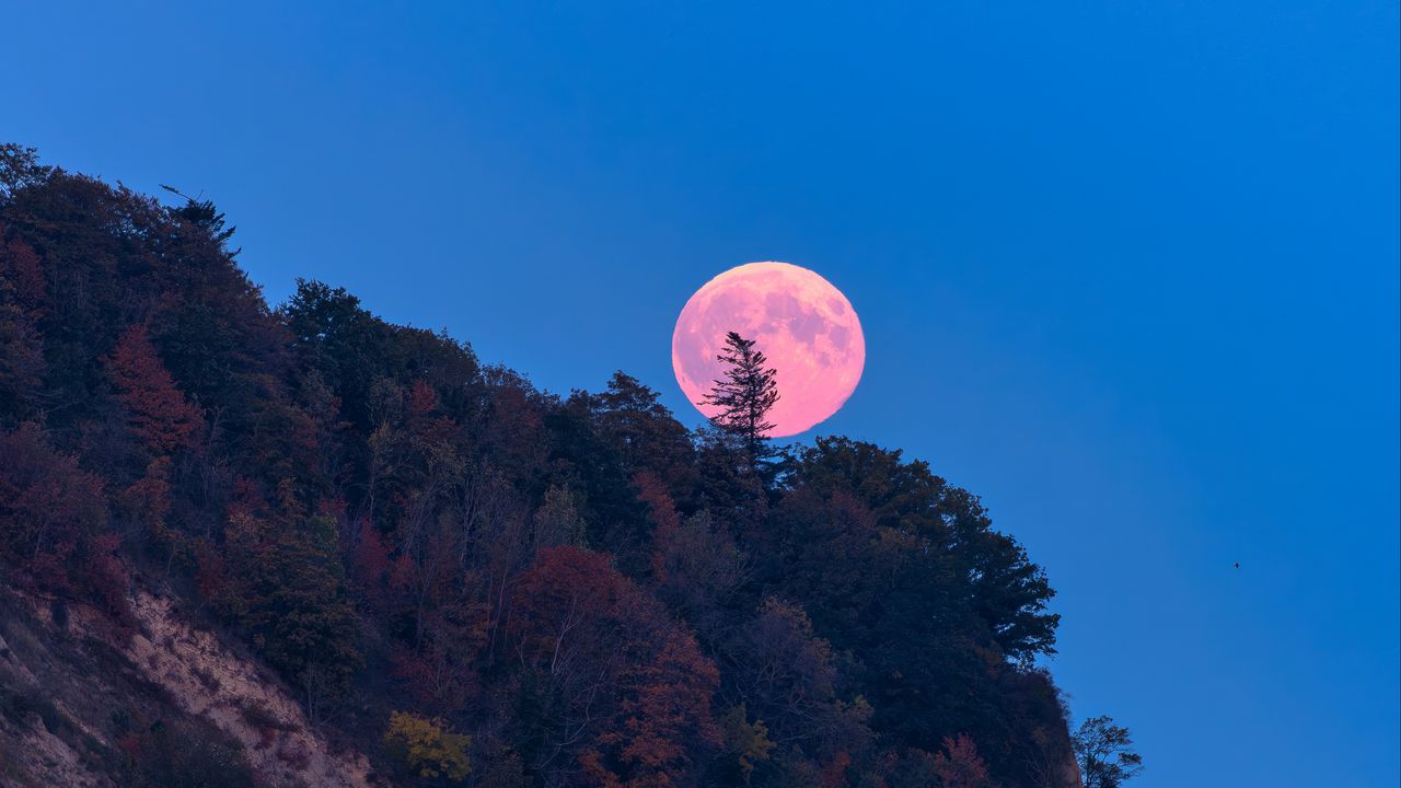 Обои луна, деревья, море, пейзаж, природа