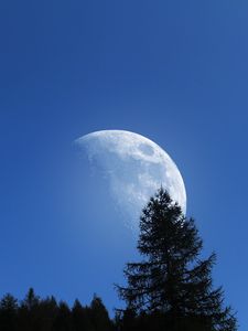 Превью обои луна, деревья, небо, природа