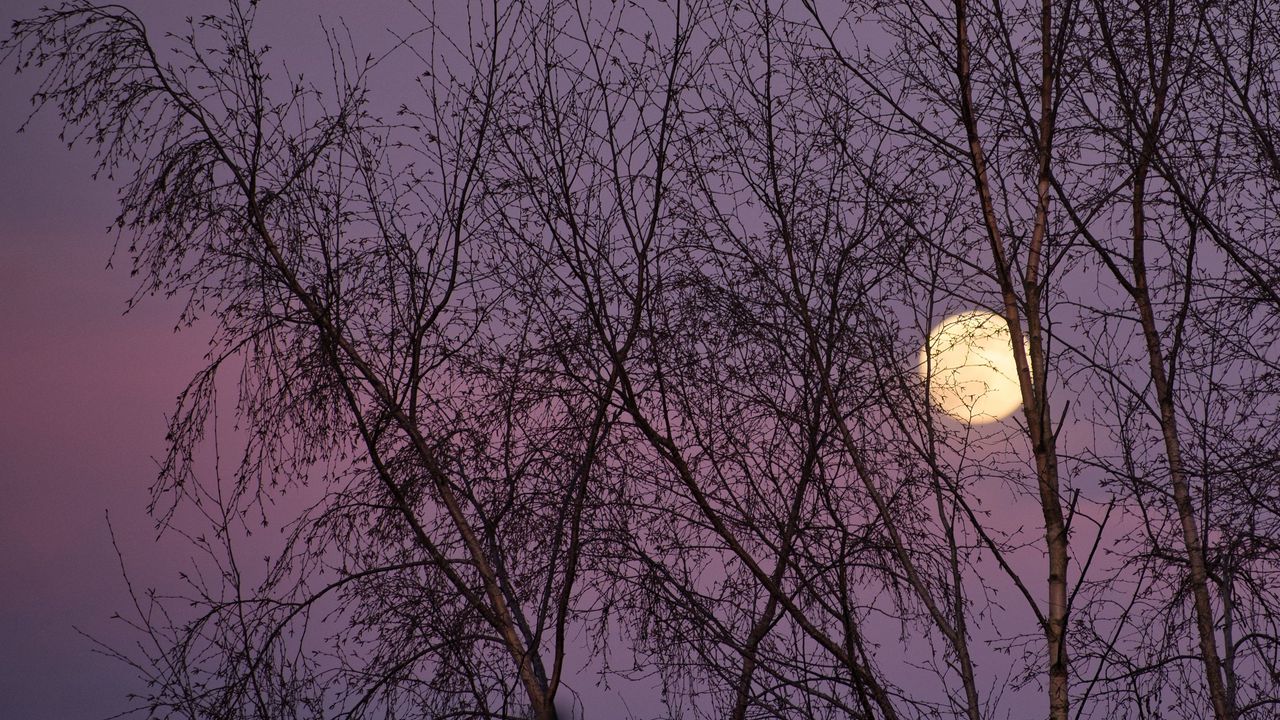 Обои луна, деревья, ночь, сумерки, природа