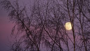 Превью обои луна, деревья, ночь, сумерки, природа