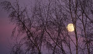 Превью обои луна, деревья, ночь, сумерки, природа