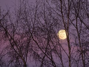 Превью обои луна, деревья, ночь, сумерки, природа