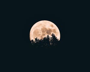 Превью обои луна, деревья, темный, ночь