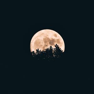 Превью обои луна, деревья, темный, ночь