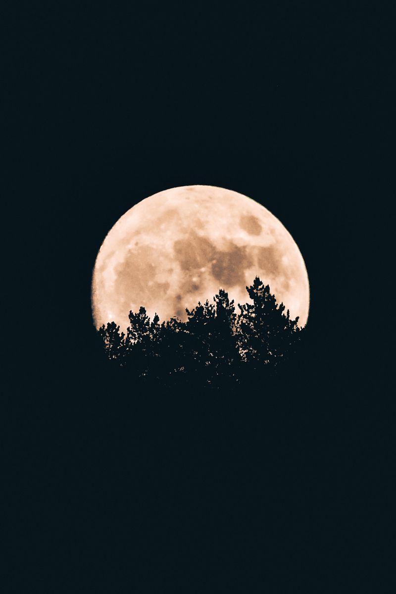 Скачать 800x1200 луна, деревья, темный, ночь обои, картинки iphone 4s/4 for  parallax