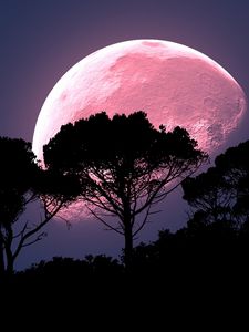 Превью обои луна, дерево, фотошоп, ночь, полнолуние, планета