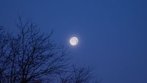 Превью обои луна, дерево, ночь, темный