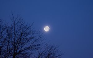 Превью обои луна, дерево, ночь, темный