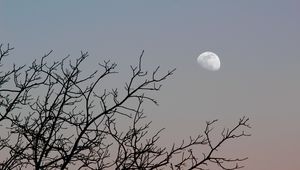 Превью обои луна, дерево, ветки, небо