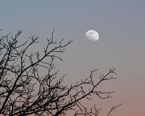 Превью обои луна, дерево, ветки, небо