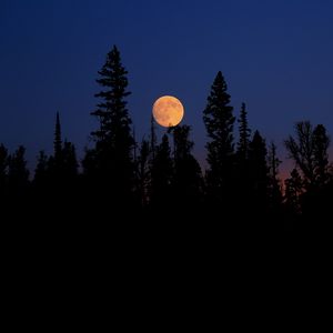 Превью обои луна, ель, деревья, ночь