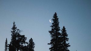 Превью обои луна, ель, вечер, деревья