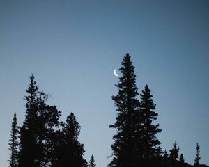 Превью обои луна, ель, вечер, деревья