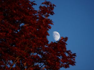 Превью обои луна, листья, дерево, небо, природа