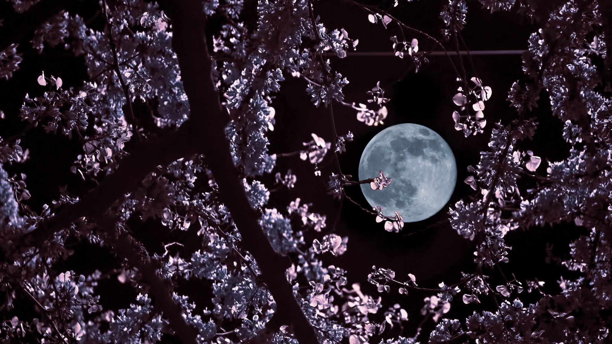 фото луны в цвете хорошем качестве