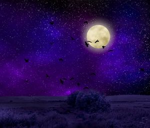 Превью обои луна, лунный свет, птицы, звездное небо, ночь, фотошоп