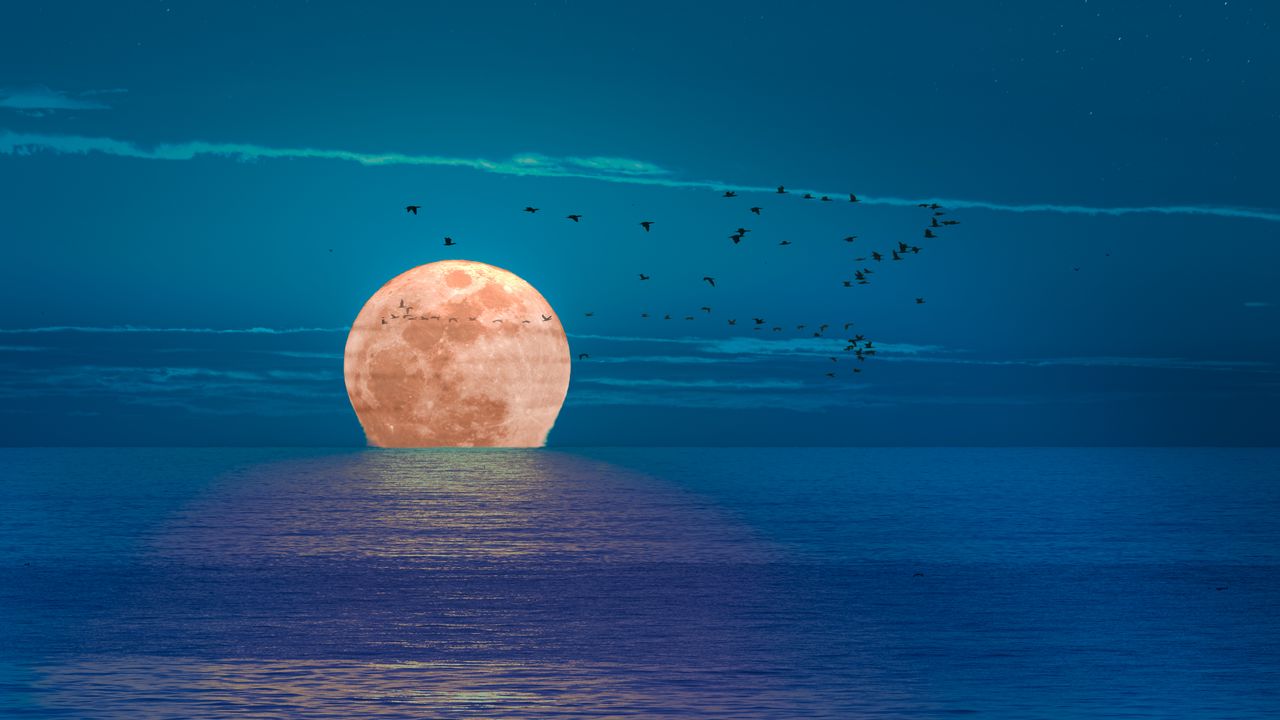 Обои луна, море, ночь, птицы