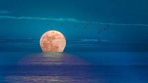 Превью обои луна, море, ночь, птицы