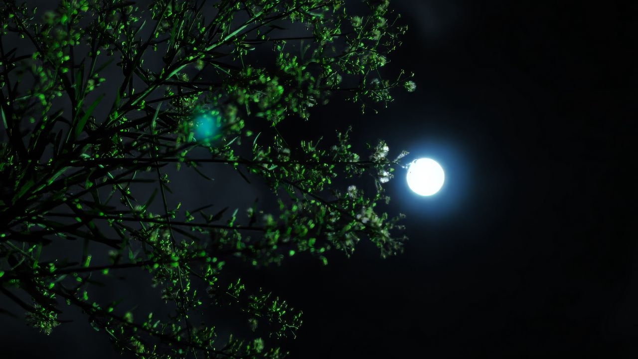 Обои луна, ночь, дерево, ветка