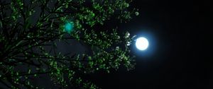 Превью обои луна, ночь, дерево, ветка