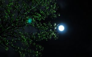 Превью обои луна, ночь, дерево, ветка