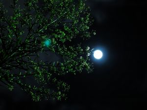 Превью обои луна, ночь, дерево, ветка