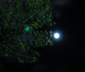 Превью обои луна, ночь, дерево, ветка
