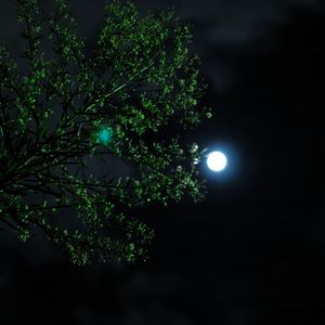 Превью обои луна, ночь, дерево, ветка