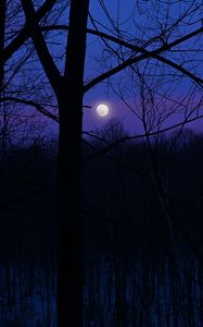 Превью обои луна, ночь, силуэты, деревья, ветки, фиолетовый