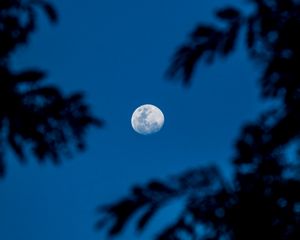 Превью обои луна, ночь, ветки, полнолуние