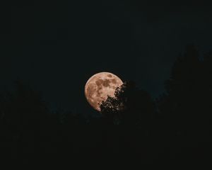 Превью обои луна, полнолуние, деревья, ночь
