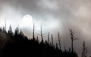 Превью обои луна, полнолуние, деревья