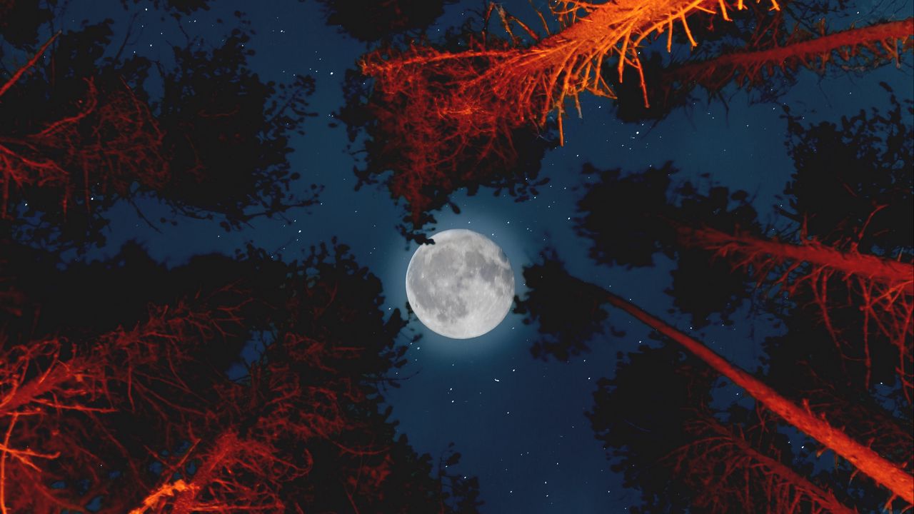 Обои луна, полнолуние, вид снизу, деревья, свет
