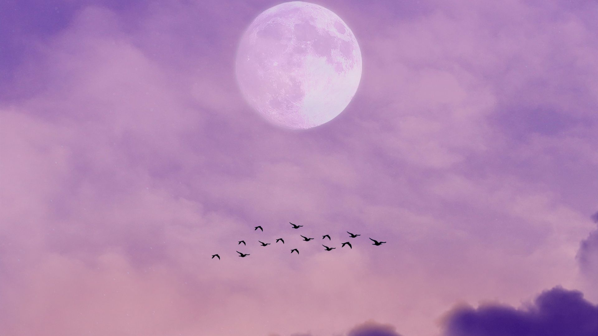 Фиолетовое небо с птицами