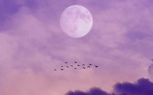 Превью обои луна, птицы, небо, облака