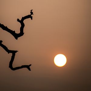 Превью обои луна, ветка, птица, силуэты, дерево