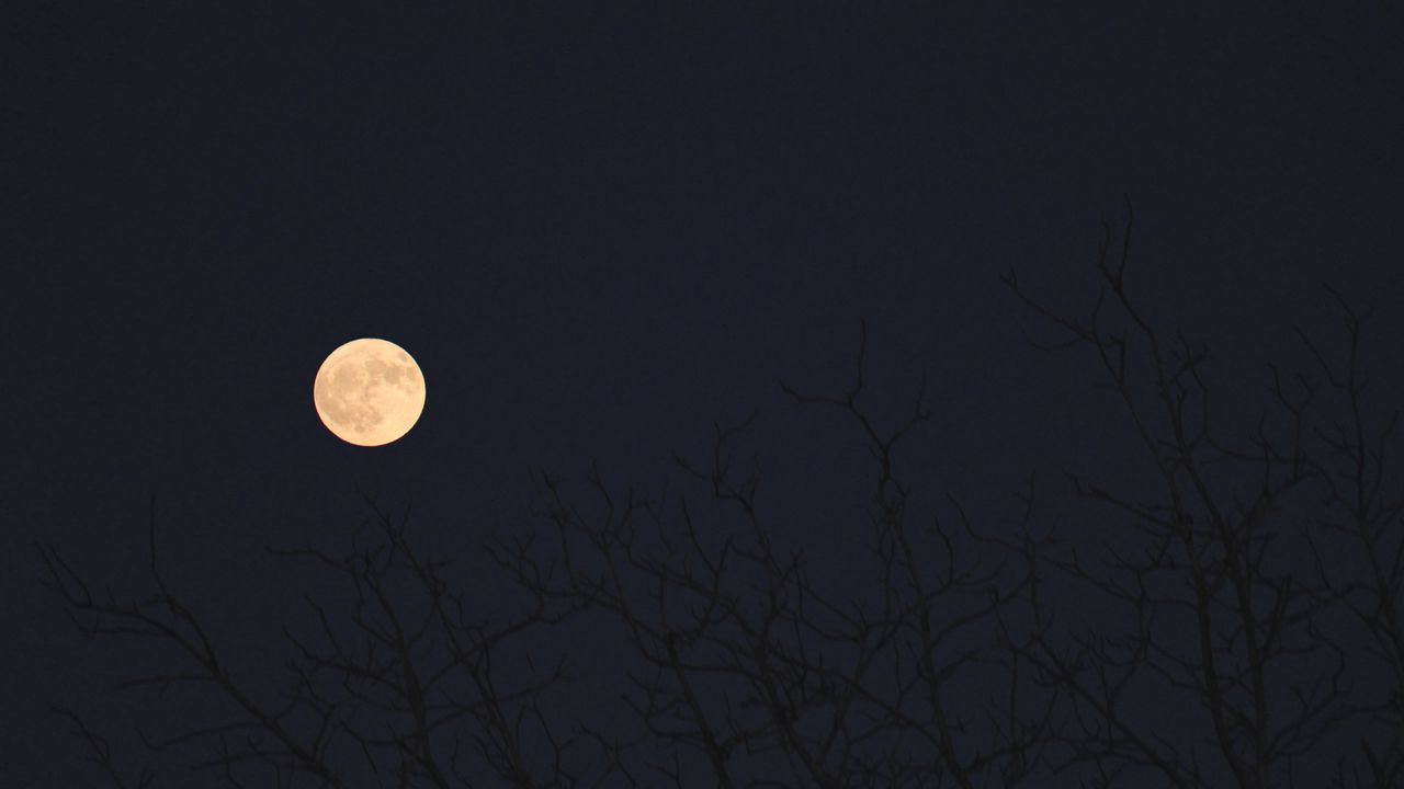 Обои луна, ветки, деревья, темный, ночь