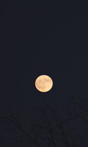 Превью обои луна, ветки, деревья, темный, ночь
