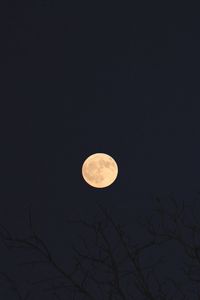 Превью обои луна, ветки, деревья, темный, ночь