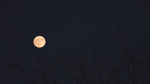Превью обои луна, ветки, деревья, темный, ночь