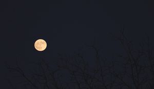Превью обои луна, ветки, деревья, темный, ночь