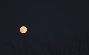Превью обои луна, ветки, деревья, темный, ночь