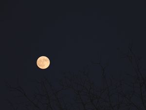 Превью обои луна, ветки, деревья, темный, ночь