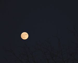 Превью обои луна, ветки, деревья, темный, ночь