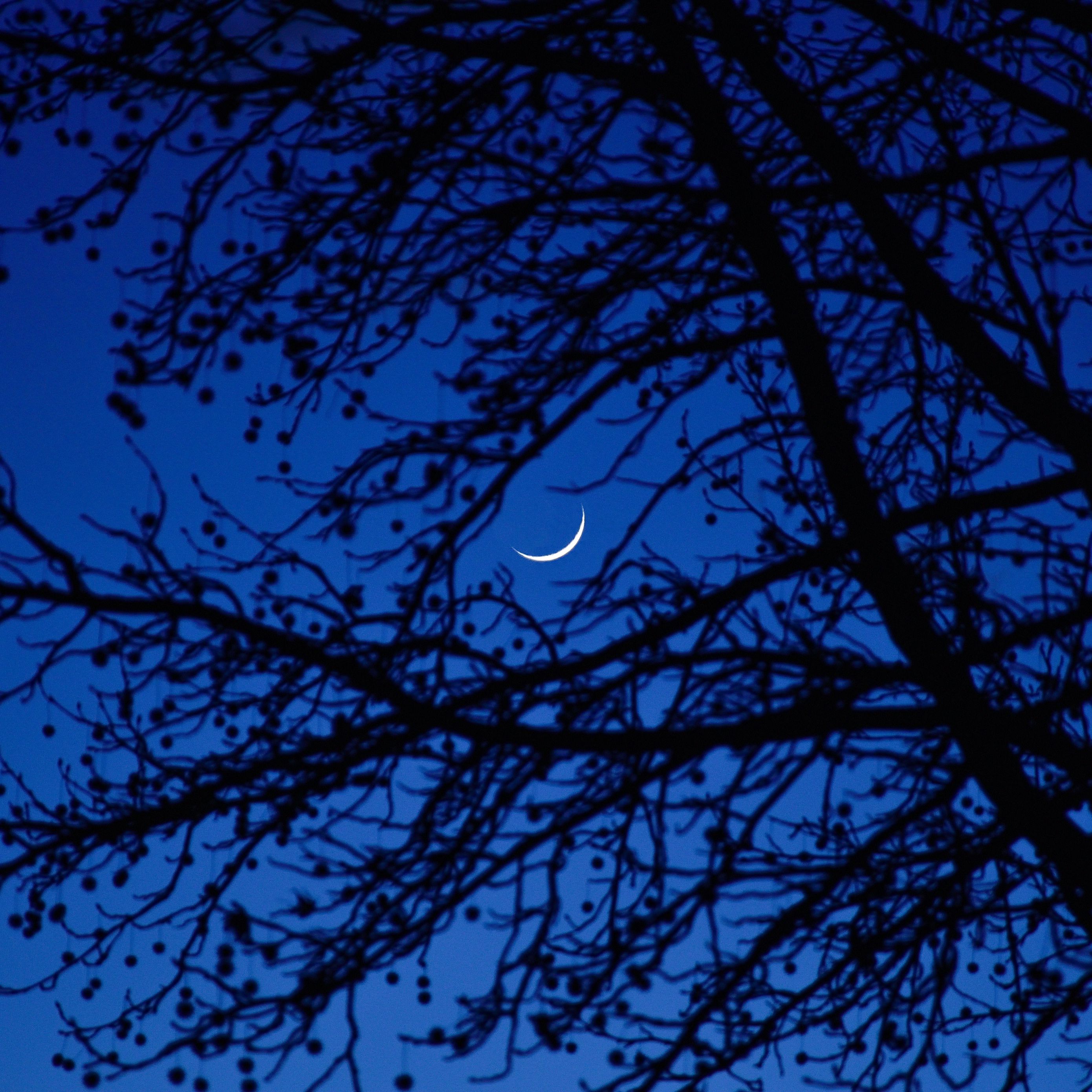 В круг дерева ночи. Ветви деревьев ночью. Дерево ночью. Луна и ветки. Ветка на фоне Луны.
