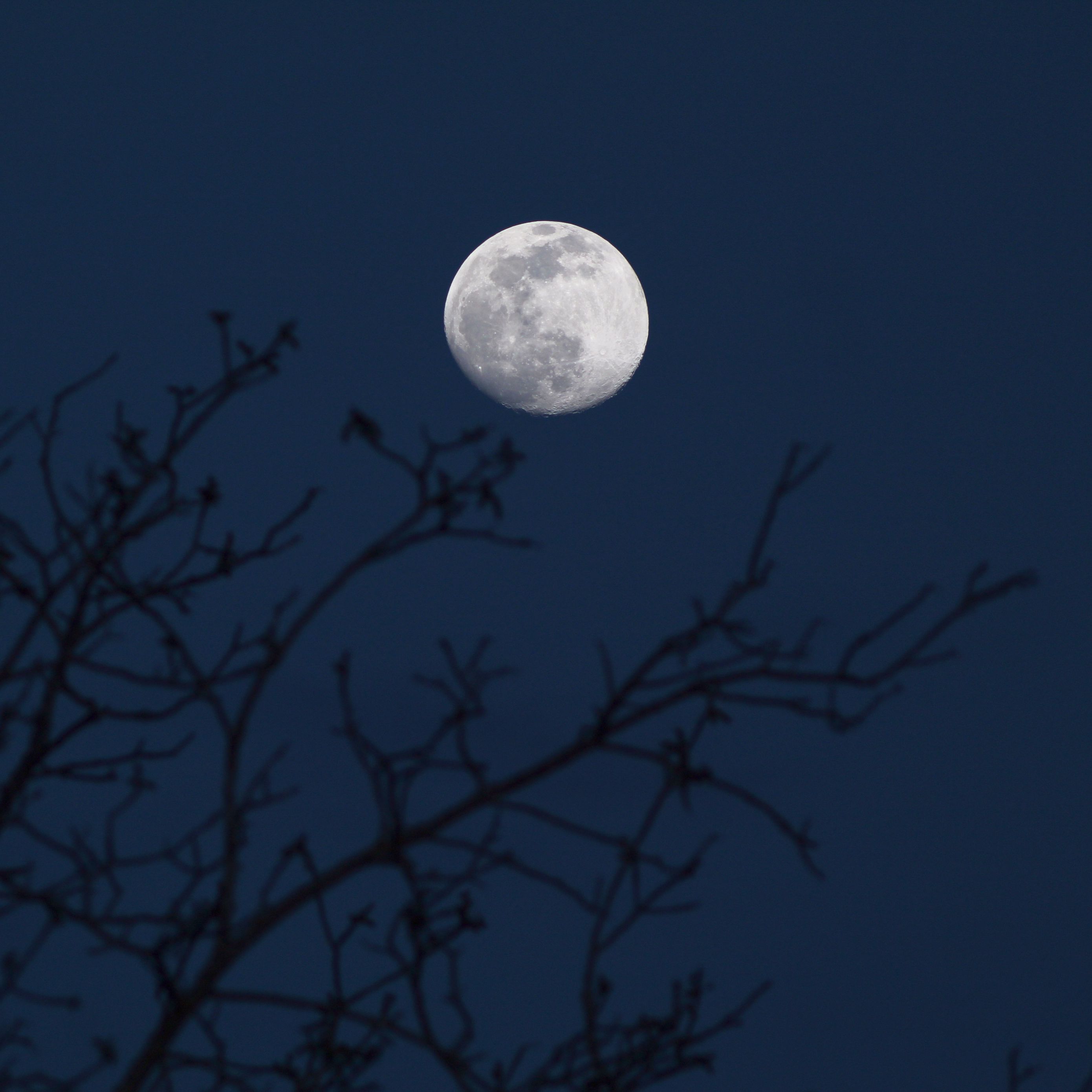 Dark night black moon тг. Луна в ветках. Луна за ветками. Картинка Луны с ветками. Тёмные ветки Луна обои