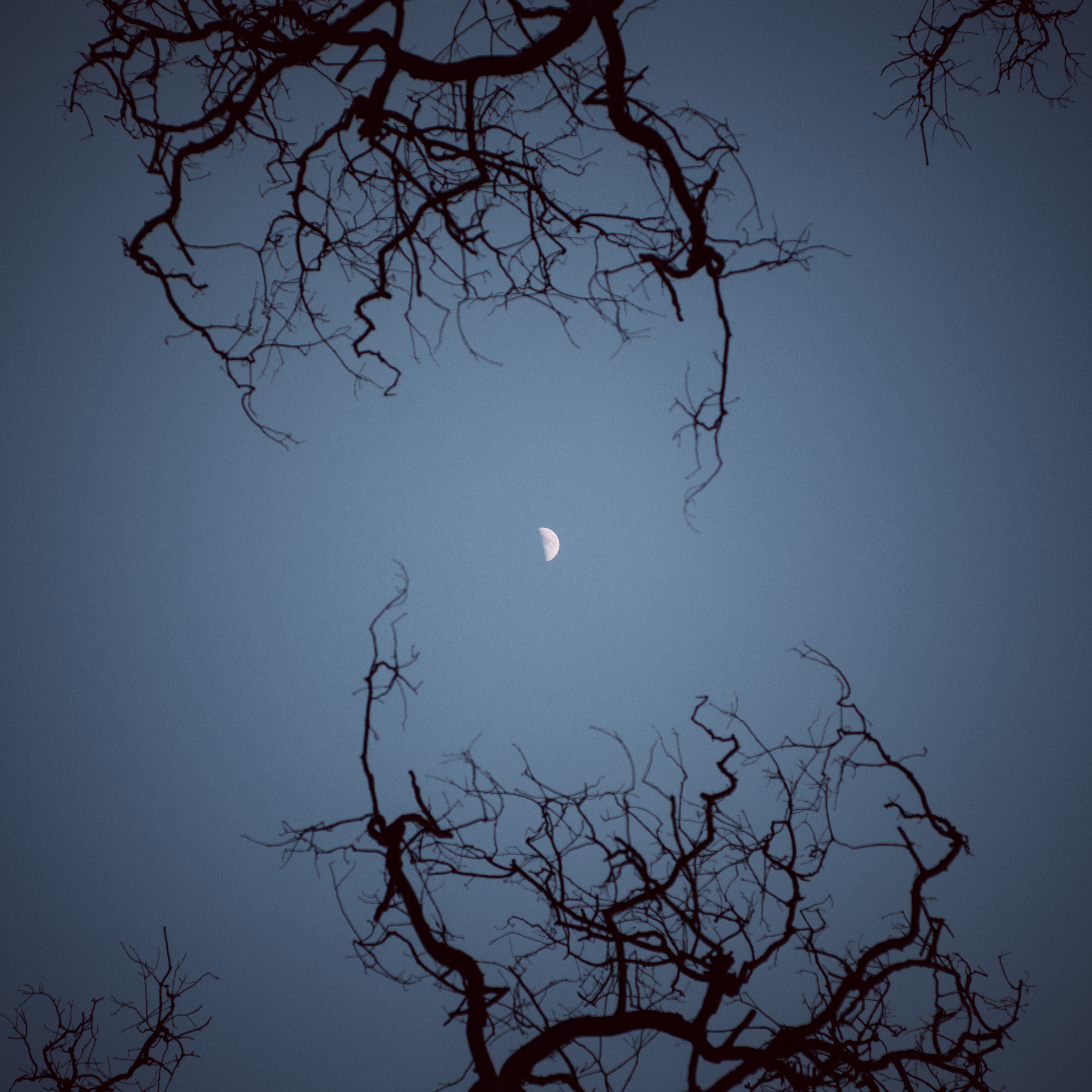 Луна сквозь деревья. Ветви деревьев ночью. Ветка дерева ночью. Ветви деревьев на ночном небе. Луна в ветвях деревьев.