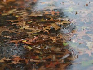 Превью обои лужа, листья, дождь, капли, вода, осень