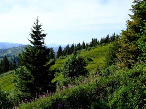 Превью обои лужайка, деревья, кусты, трава, горы, пейзаж